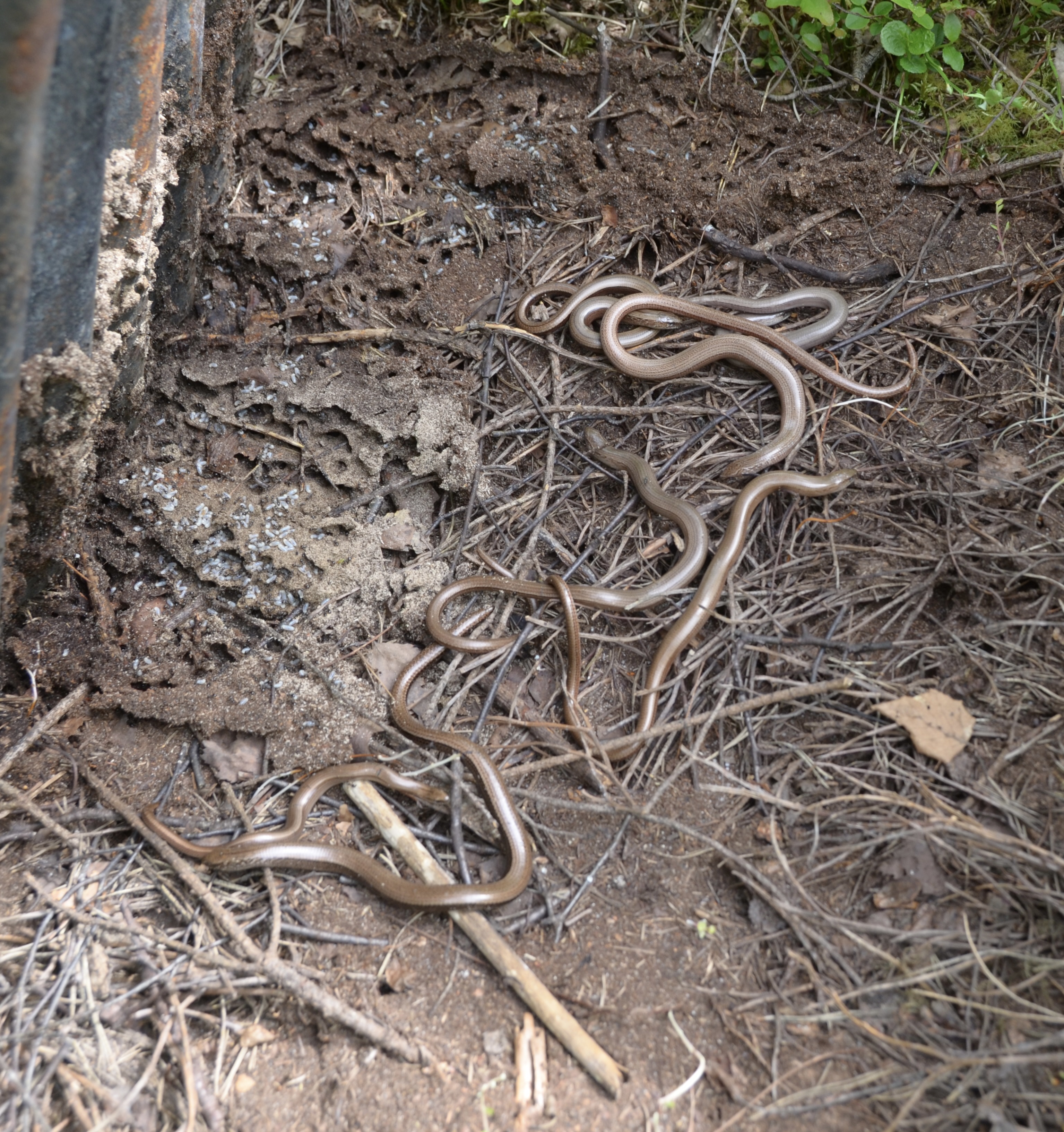 Slow worm 18May23.jpg